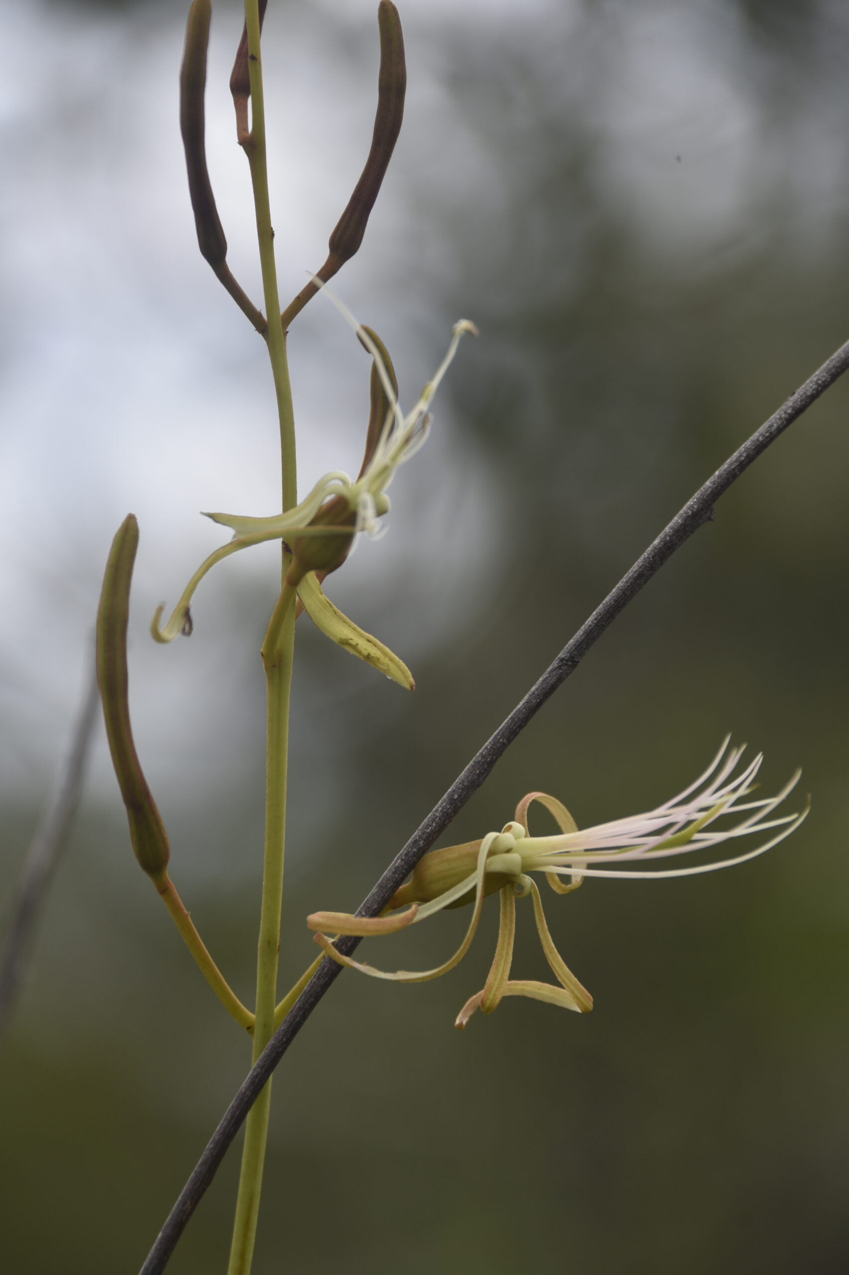 Flores Cerrado 6 Scaled