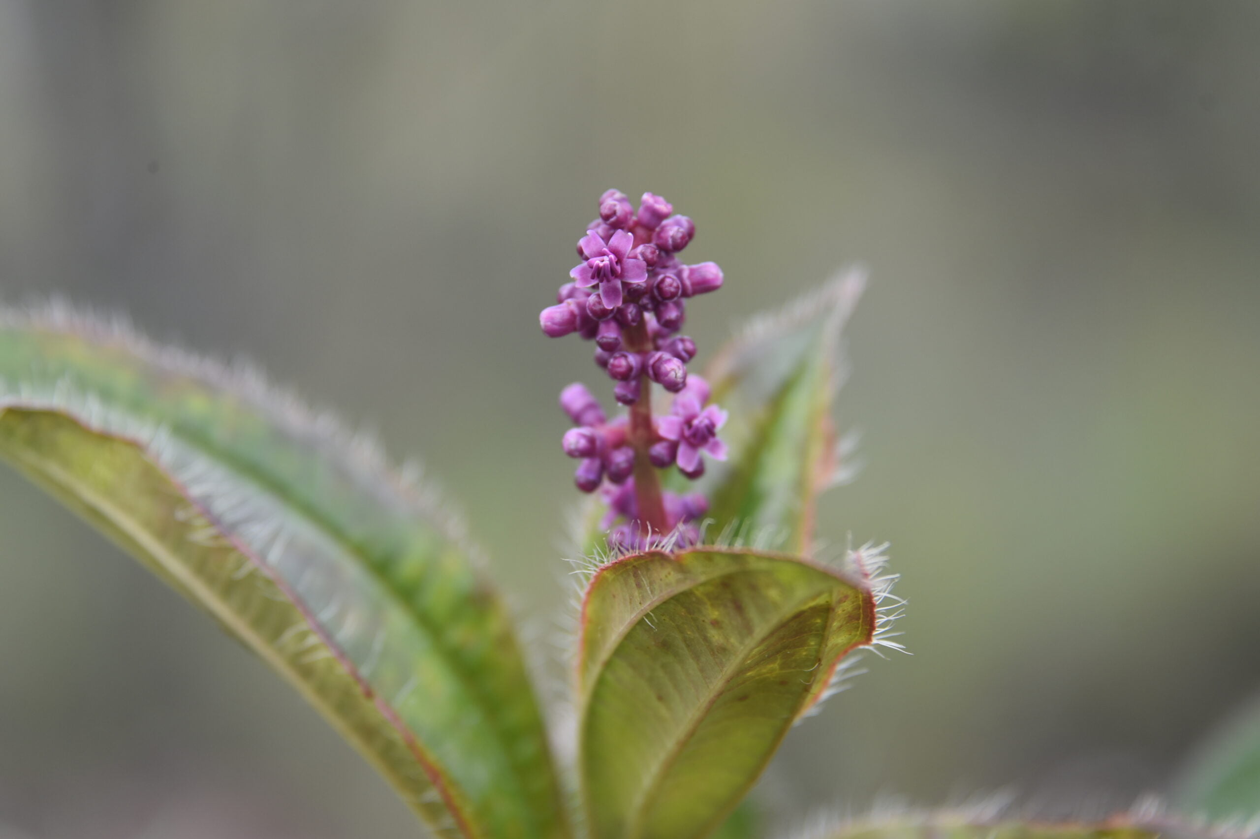 Flores Cerrado 9 Scaled